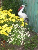 Олеська ........ фотография #1