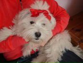 Оксана Білецька фотография #15 (источник - https://vk.com/id12594690)