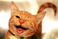 Фотография Яременко Андрея