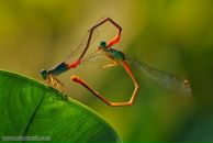 Лєна Кульчицька фотография #5 (источник - https://vk.com/id75870363)