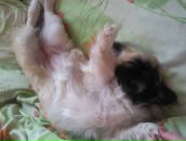 Арсен Тодорів фотография #10 (источник - https://vk.com/id79473592)