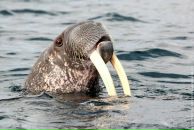 Фотография Соловьевой Кармелы