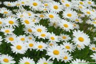 Фотография Скучко Юлии