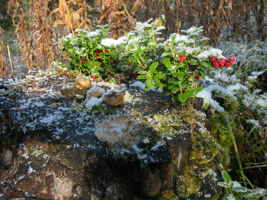 Константин Костин фотография #48