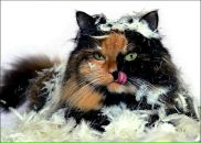 Фотография Ожеговой Екатерины