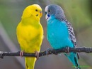 Оля Рід фотография #7 (источник - https://vk.com/id138629344)