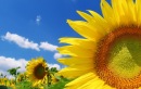 Фотография Бобиной Антонины