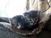 Наталія Ткаченко фотография #8 (источник - https://vk.com/id2495983)