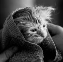 Фотография Шапошникова Дмитрия