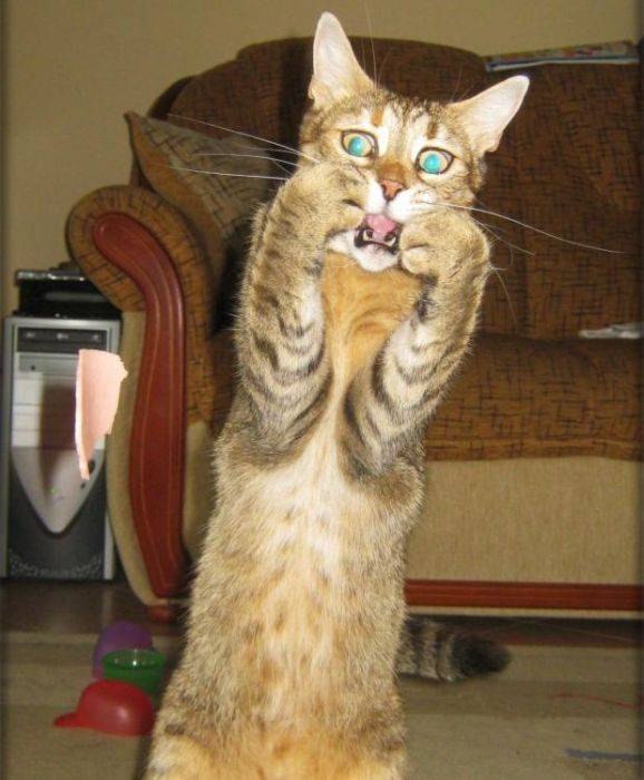 Eclips Nsx фотография #26