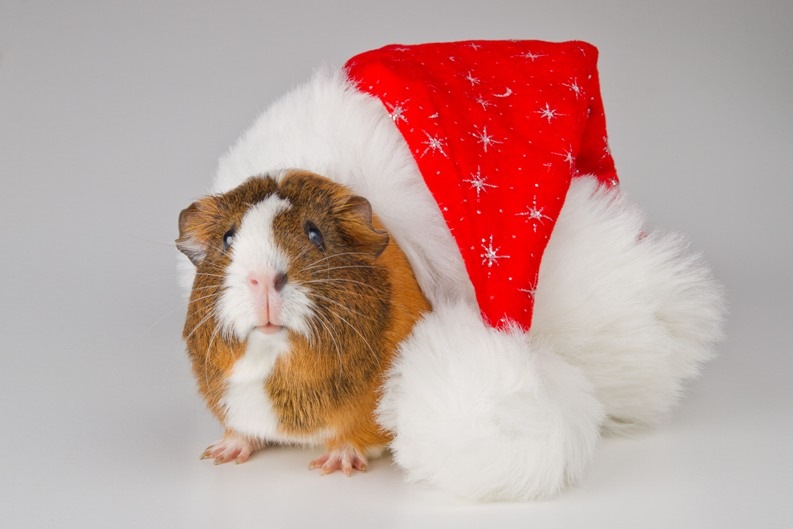 Олечка Остапенко фотография #10