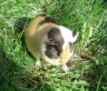 Der Stachel фотография #8 (источник - https://vk.com/id480429)