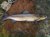 Фотография Гайворонского Ивана