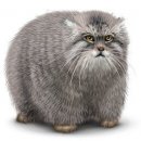 Свин ^_^ фотография #2 (источник - https://vk.com/id60082165)