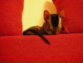 Фотография Соколовой Александры