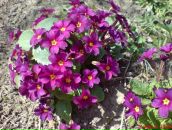 Андрій Давида фотография #17 (источник - https://vk.com/id10270199)