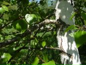 Фотография Пинк Дмитрий