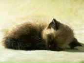 Фотография Кирилиной Елены