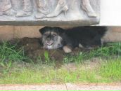 Дина Шарифуллина фотография #39 (источник - https://vk.com/id11259161)