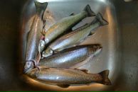 Алёна Петренко фотография #31 (источник - https://vk.com/id7672013)