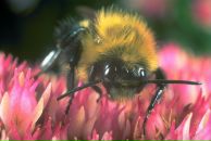 Надя Нітапчук фотография #24 (источник - https://vk.com/id64509082)