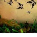 Майя Добранівська фотография #25 (источник - https://vk.com/id135558749)