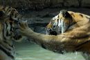 Animals ‘๑’ фотография #8 (источник - https://vk.com/id152962039)