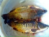 Руслан Степанюк фотография #24 (источник - https://vk.com/id80147663)