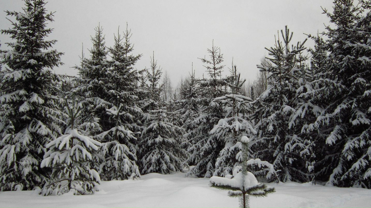 Сергей Новков фотография #45