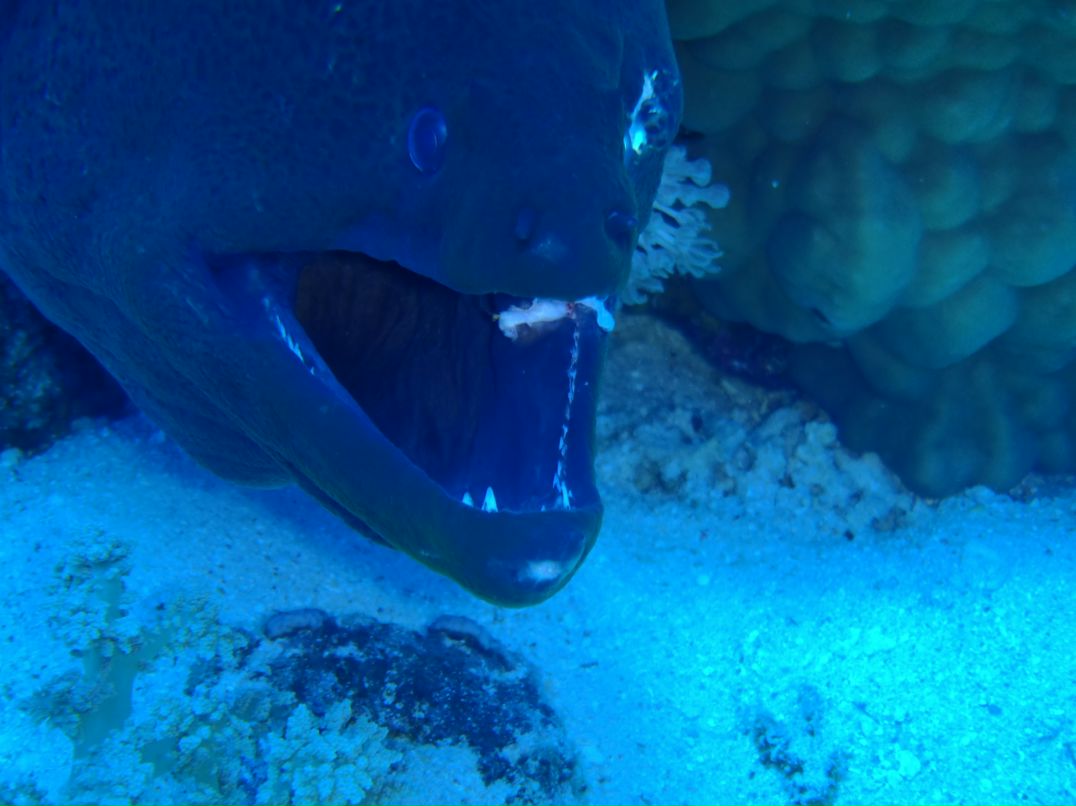 Vit Mi фотография #44