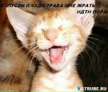 Яник Капічон фотография #48 (источник - https://vk.com/id21544640)