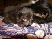 Марічкасмерічка Тарасюк фотография #28 (источник - https://vk.com/id7607663)