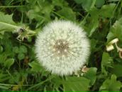 Фотография Лапиной Светланы