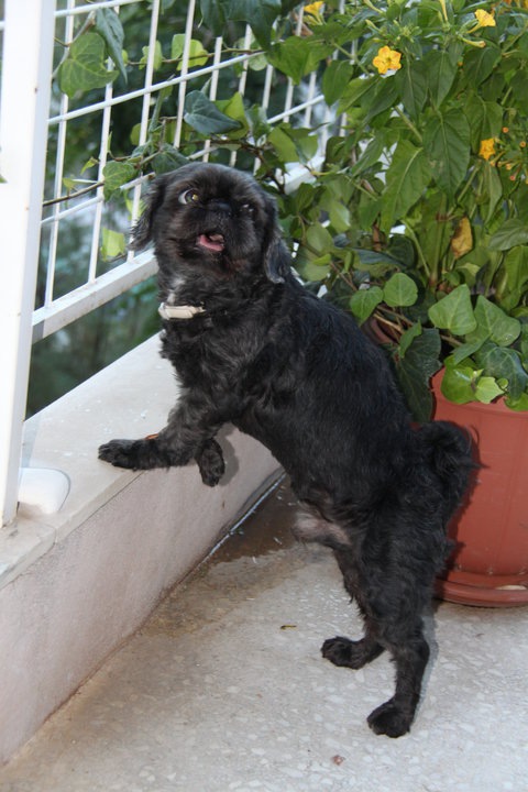 Ulia Simonidi фотография #14