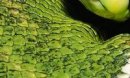 Snakes Tempter фотография #13 (источник - https://vk.com/id73834955)