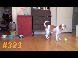 Приколы май 2017 №323