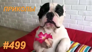 Приколы август 2019 №499