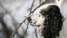 Фотография Борисова Романа