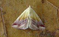 Muddy Lady фотография #37 (источник - https://vk.com/id4768656)