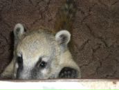 Фотография Соломахиной Анюты