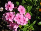 Анна Андреичева фотография #13 (источник - https://vk.com/id3755819)