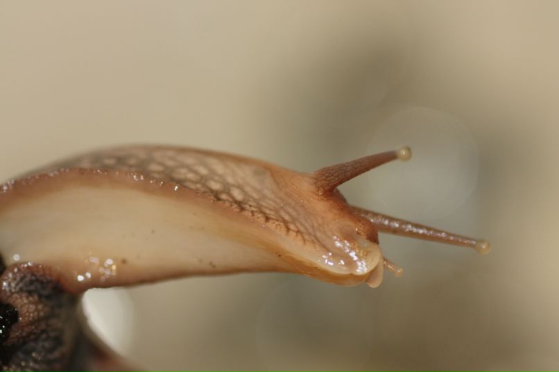 Руст Ам фотография #43