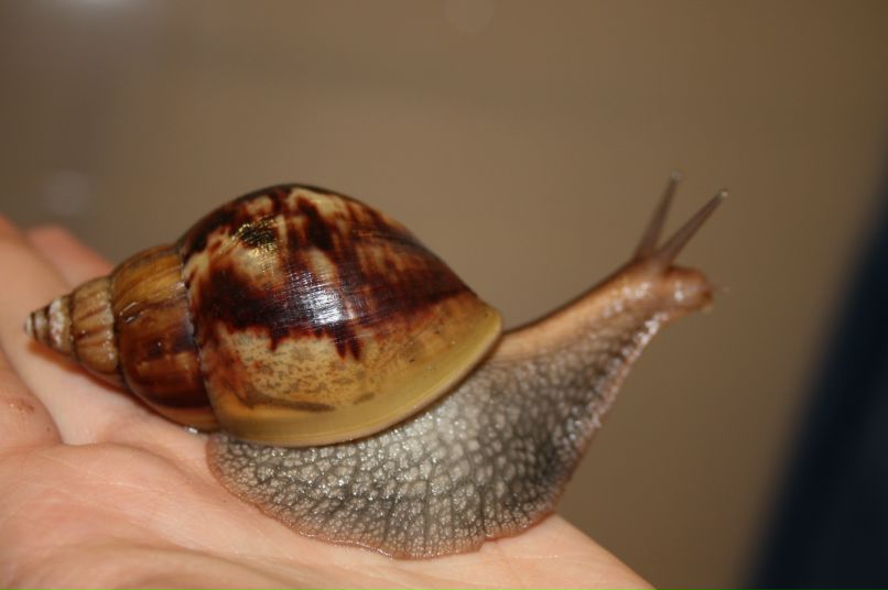 Руст Ам фотография #42