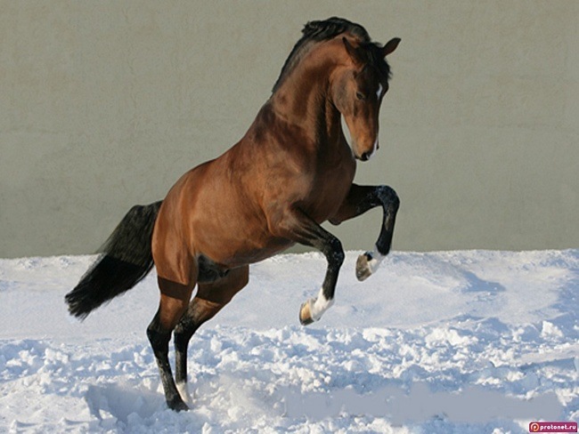 Али Куулар фотография #44