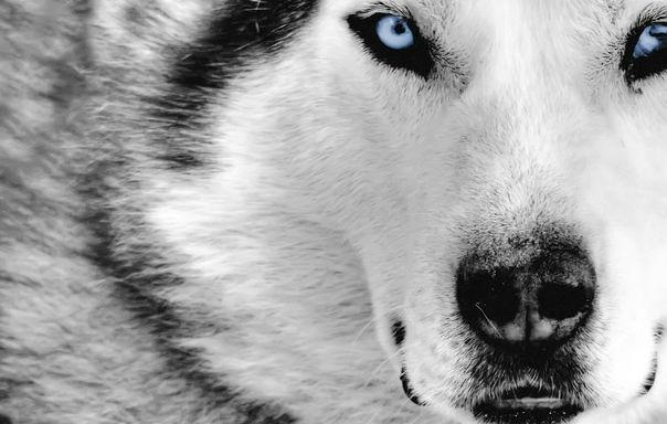 Nik Devil фото №1