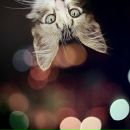 Фотография Berger Sophie