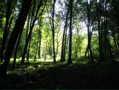 Антон Свириденко фотография #43 (источник - https://vk.com/id5001663)