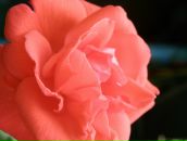 Фотография Соловьевой Дарьи