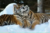 Фотография Шемет Зои