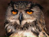 Фотография Волковой Екатерины